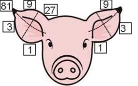 <p>right ear = litter #</p><p>left = individual #</p>