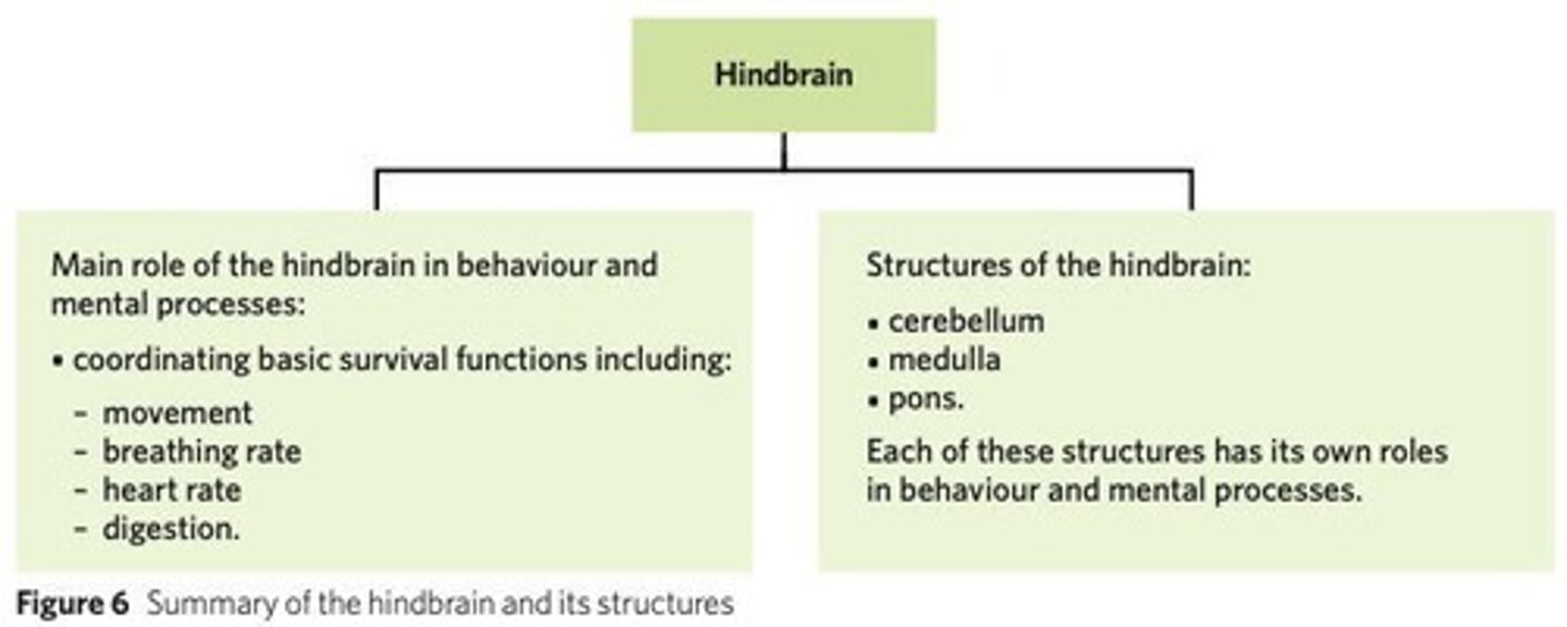 <p>Hindbrain</p>