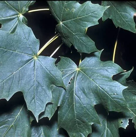<p>Norway maple</p>