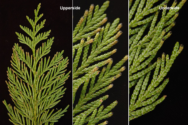 <p>flat, scale like leaves, often have a white butterfly shaped pattern on lower surface. cones look like tiny rose buds.alternate arrangement, somewhat droopy</p>