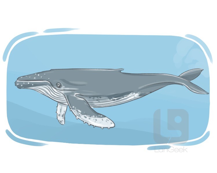<p>ballenas</p>