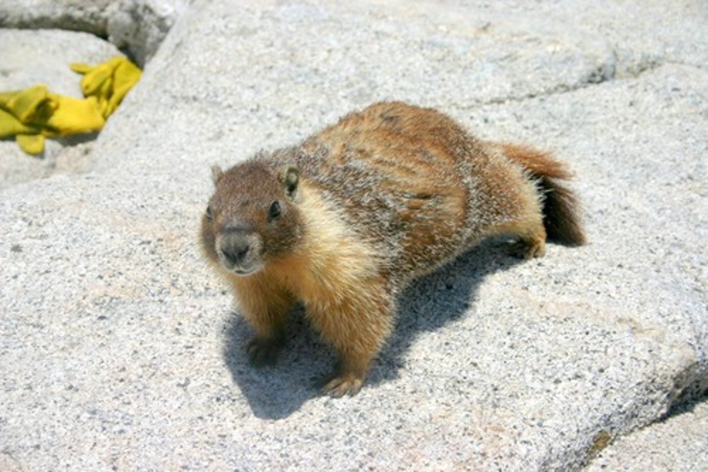 <p>yellow-bellied marmot</p>
