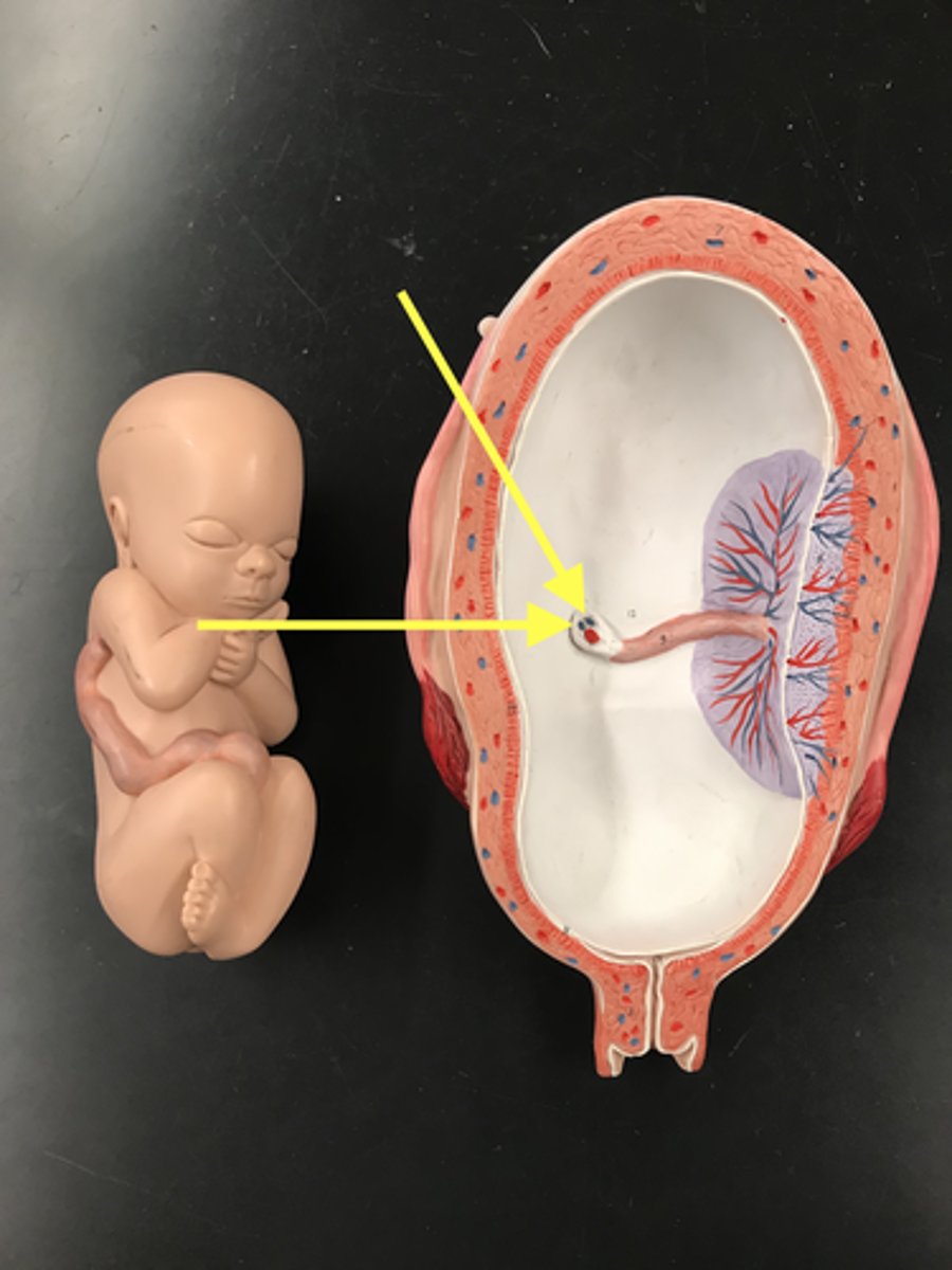 <p>carry deoxygenated blood from the fetus to the placenta</p>