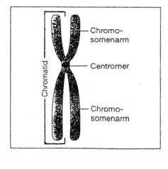 beschrifte den Aufbau eines Chromosoms