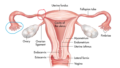<p>The blue circle represents the _______ portion of the fallopian tube</p>