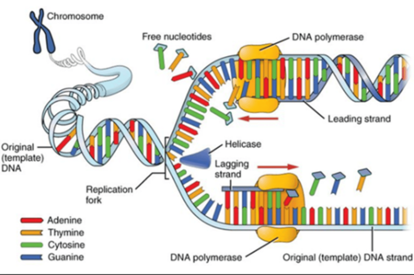 <p>helicase unwinds DNA, topoisomerase relieves supercoils, template/antisense strand synthesize 1 antiparallel sense strand of mRNA from the template strand via DNA-dependent RNA polymerase (binds to TATA box)</p>