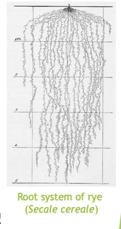 <ul><li><p>Develop an extensive surface area</p><ul><li><p>for soil exploration</p></li></ul></li></ul><p>e.g 16 week-old rye</p><ul><li><p>surface area is over 500m2</p></li></ul><p></p><p></p><p></p>