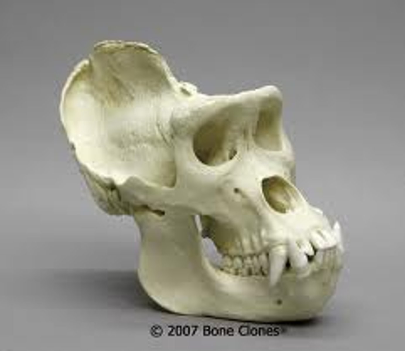 <p>What is the order, suborder, and family?</p>