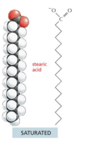 <ul><li><p>saturated</p><ul><li><p>Can be solid</p></li></ul></li></ul><p></p>