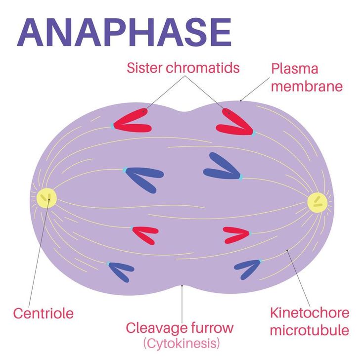 <p>Anaphase</p>