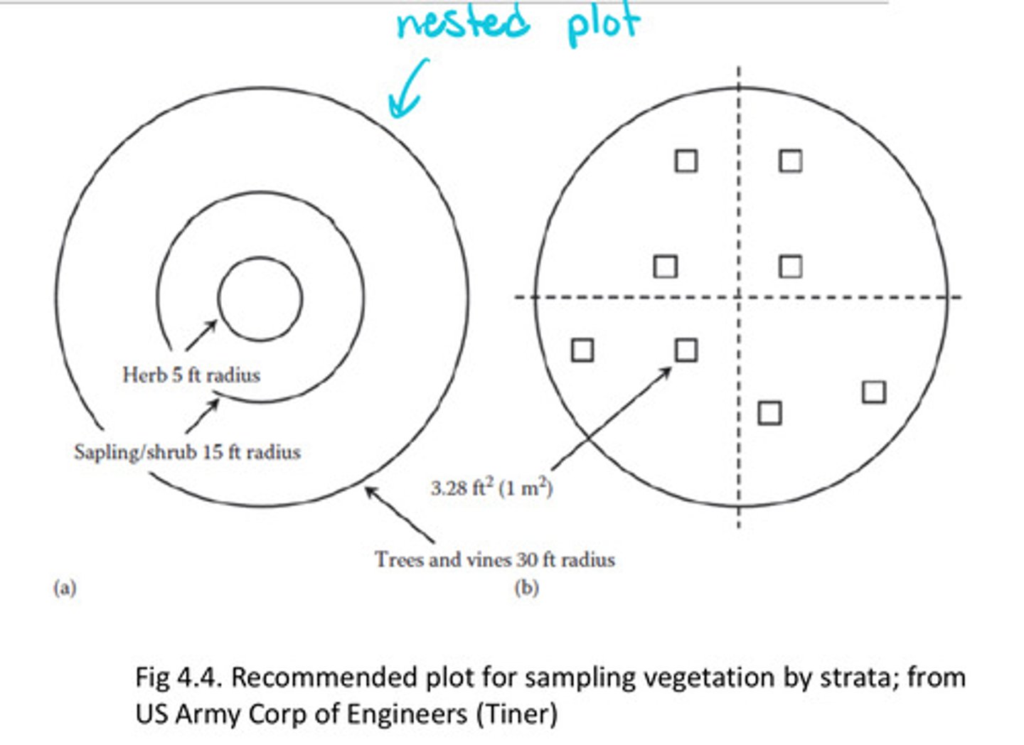 <p>- nested plots of multiple strata</p><p>o for patchy/heterogeneous herbaceous layer nested 1 x 1m quadrats useful</p><p>o use avg. cover for hydrophytic determination</p><p>- percent cover is main abundance measure for all species</p>