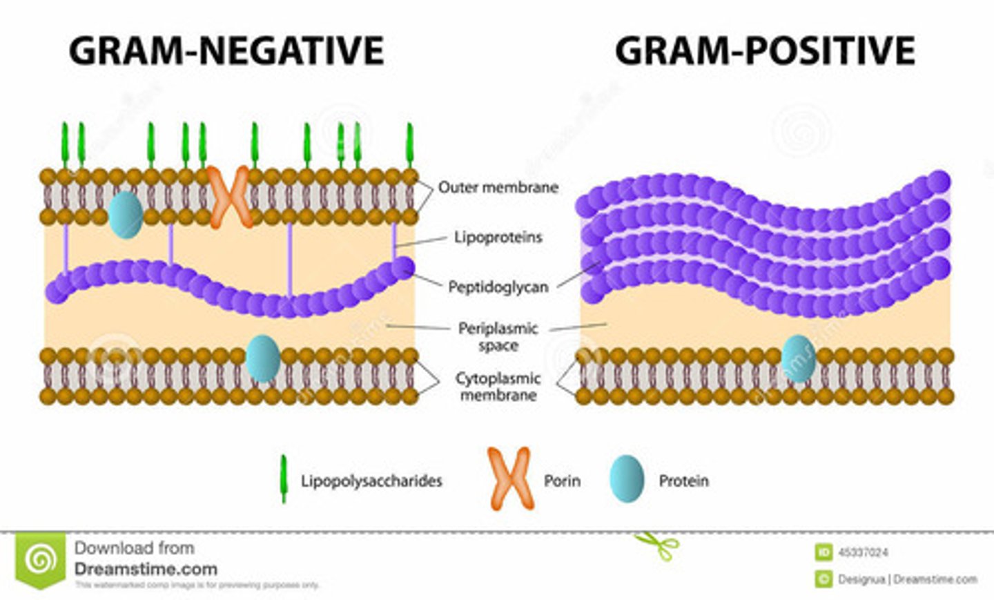 <p>Left is Gram-Negative and right is Gram-Positive</p>