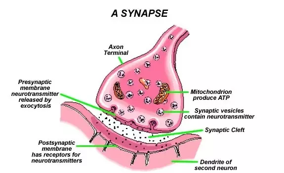 <p>The physical gap between the pre- and postsynaptic cell membranes.</p>