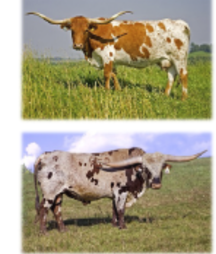 <p>Origin:US, known for extremely long horn span</p>