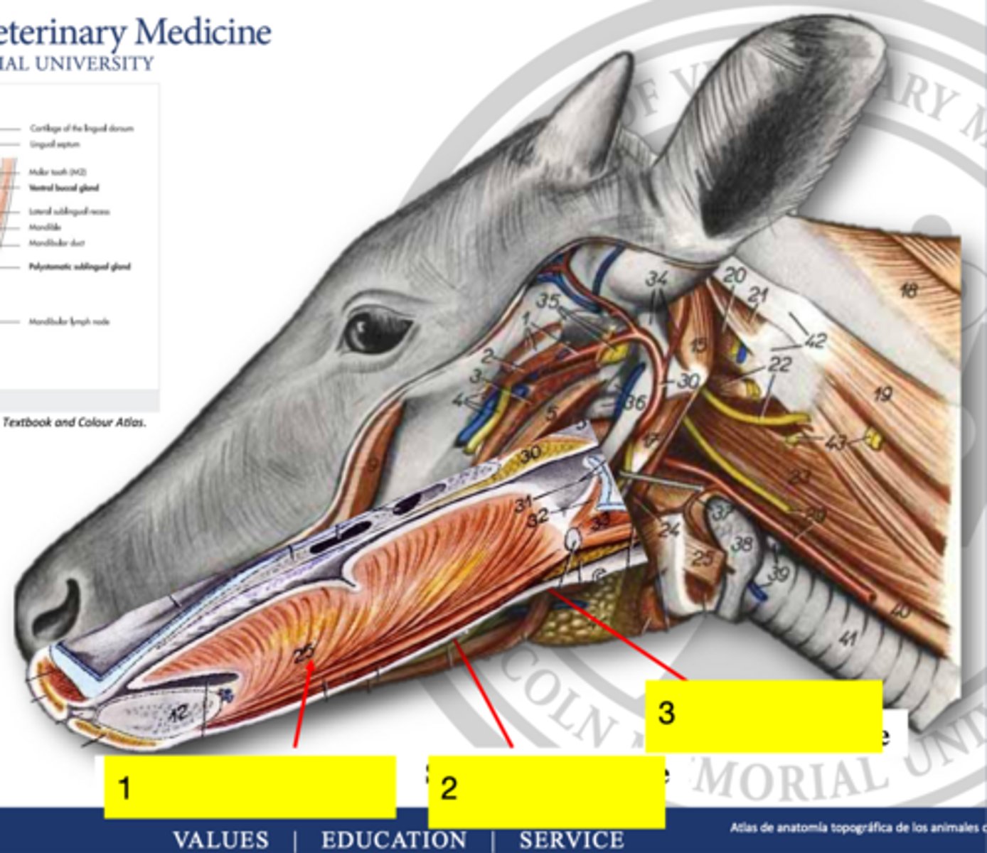 <p>significance of 2</p>