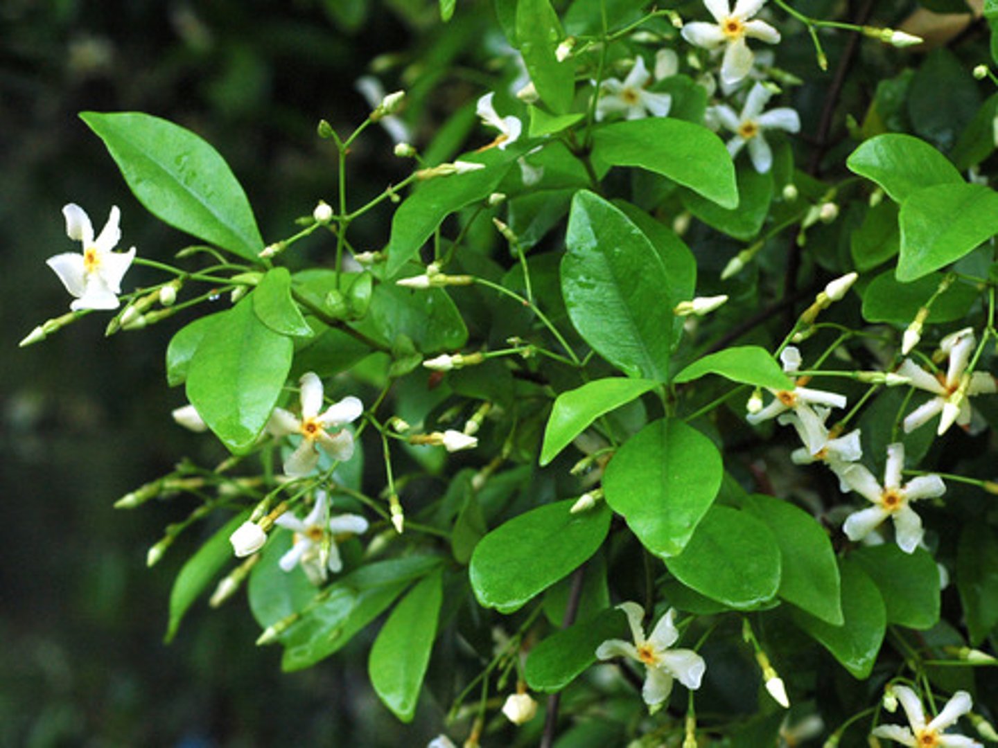 <p>Trachelospermum jasminoides</p>