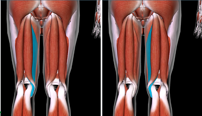 <p>Function: <strong>FLEX LEG AT KNEE + ROTATE THIGH AT HIP</strong></p><p><strong>MOST MEDIAL </strong>towards the body</p>