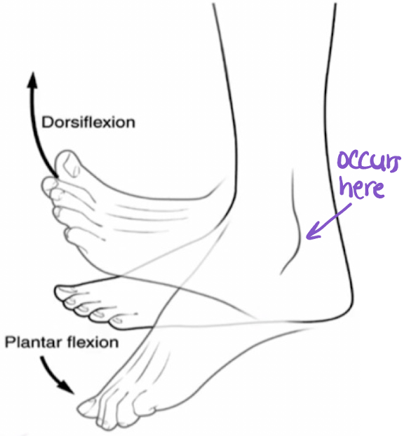 <p>in dorsiflexion: flexion _______ occurring at the _______ joint (movement of the toes “____”)</p>