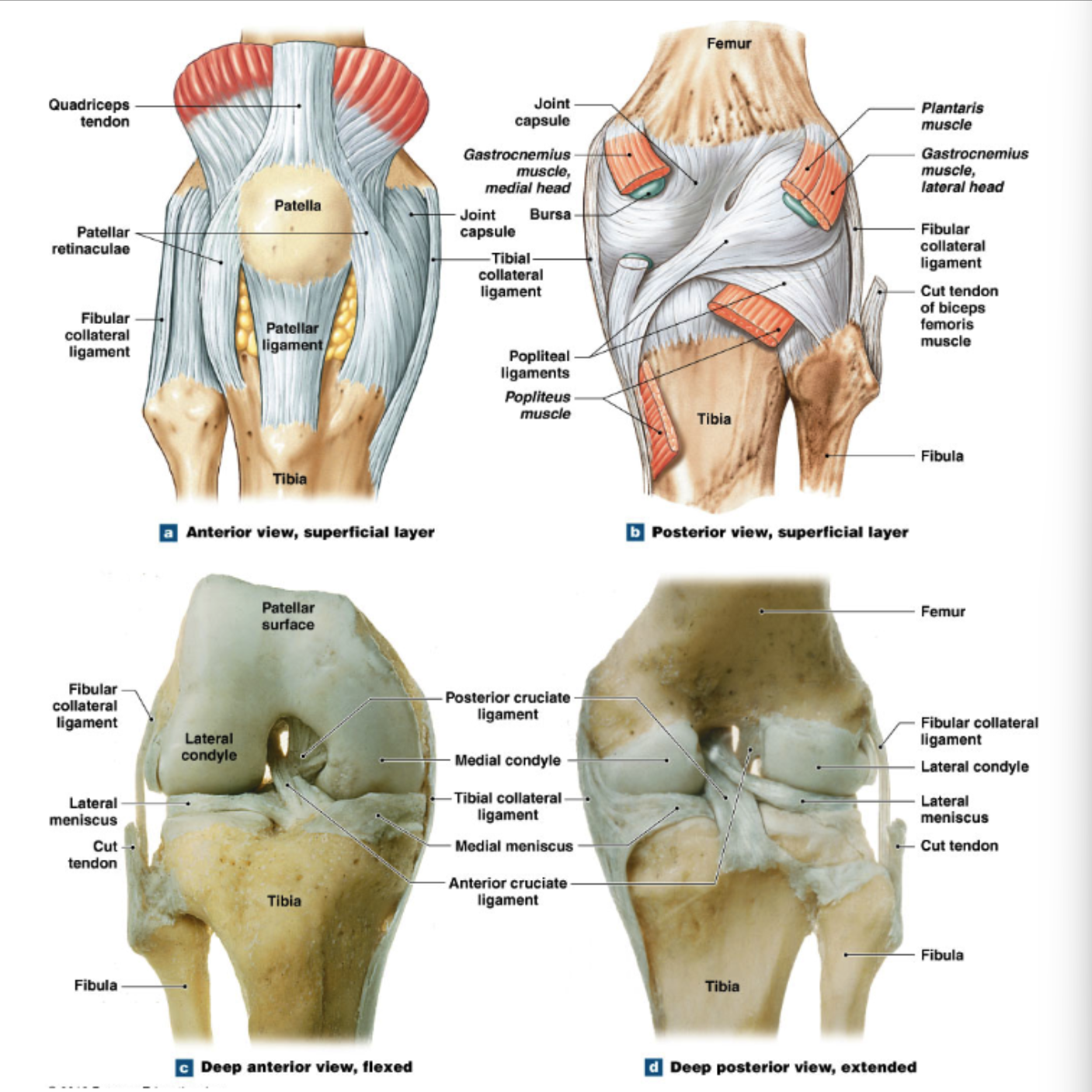 <ul><li><p>medial and lateral menisci</p><ul><li><p>fibrocartilage pads between femur and tibia </p></li></ul></li><li><p>fat pads </p></li><li><p>anterior cruciate ligament (ACL) and posterior cruciate ligament (PCL)</p><ul><li><p>femur to tibia </p></li><li><p>limit anterior/posterior movements </p></li></ul></li><li><p>medial collateral ligament (MCL) and lateral collateral ligament (LCL)</p><ul><li><p>stabilize knee in standing position </p></li></ul></li></ul><p></p>