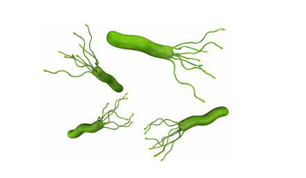 <p>Helicobacter pylori characteristics</p>