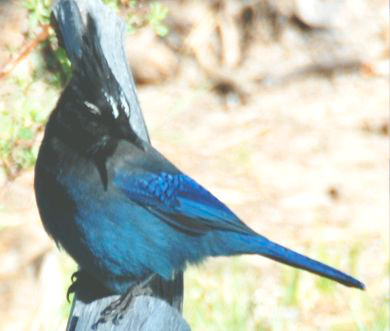 <p>Identify the species shown:&nbsp;</p>