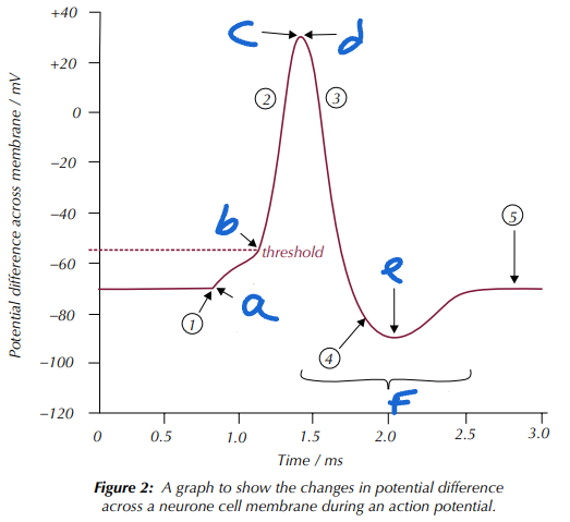 <p>Label the Changes in Potential Difference across a Neuron Cell Membrane during an Action Potential (a→f)</p>