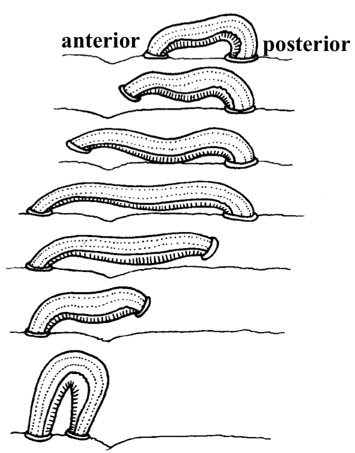<p>Locomotion of Leeches </p>