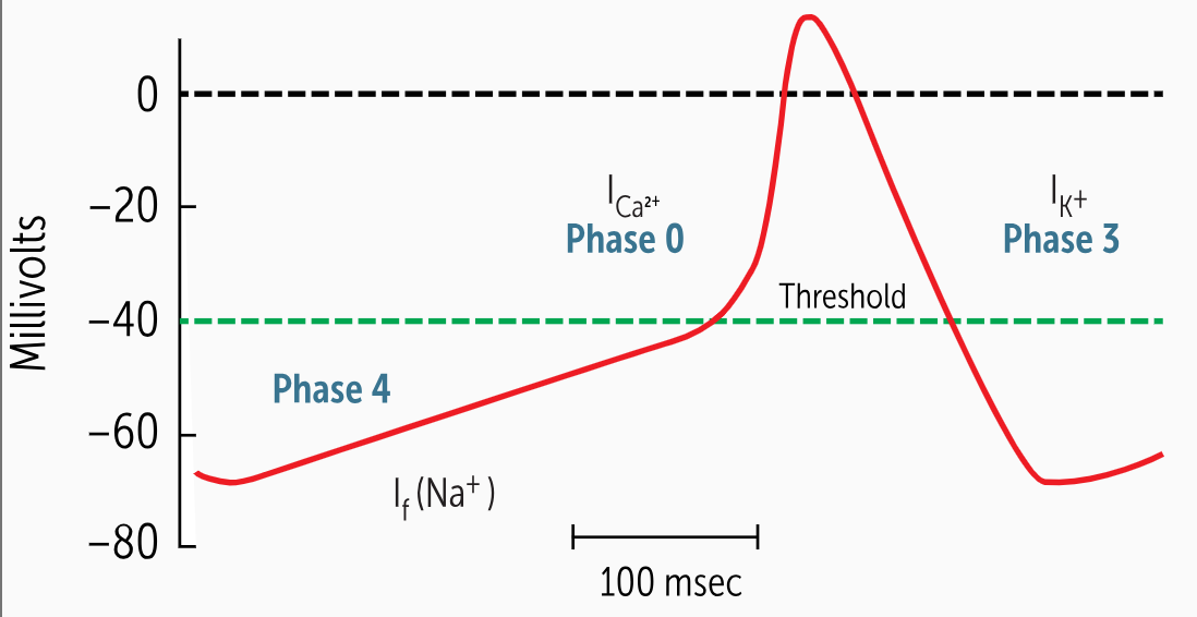 <p>Phase 4 presents the spontaneous depolarization unique to the pacemaker cells of the heart. These cells have a special pacemaker current, also known as the I<sub><sup>f</sup></sub> current (f for funny, or odd, as it was first referred to). This is a slow inward movement of sodium (Na+) and potassium (K+) into the cell.</p>