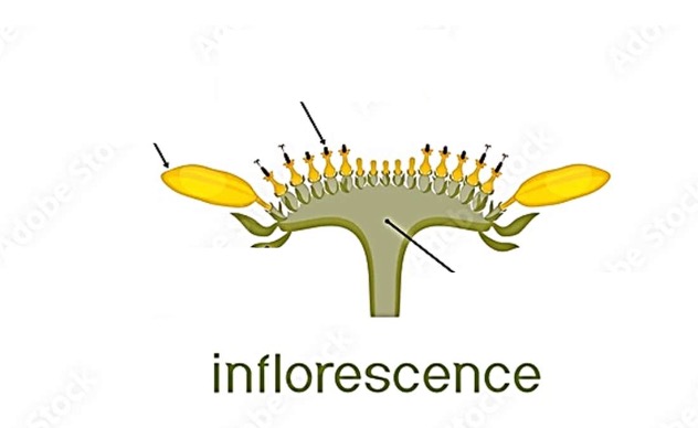 <p>Label the structures of sunflower’s inflorescence.</p>