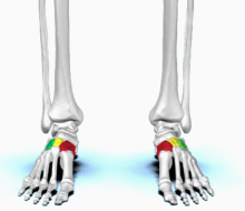 <p><span>quel est cette partie? tarse</span></p>