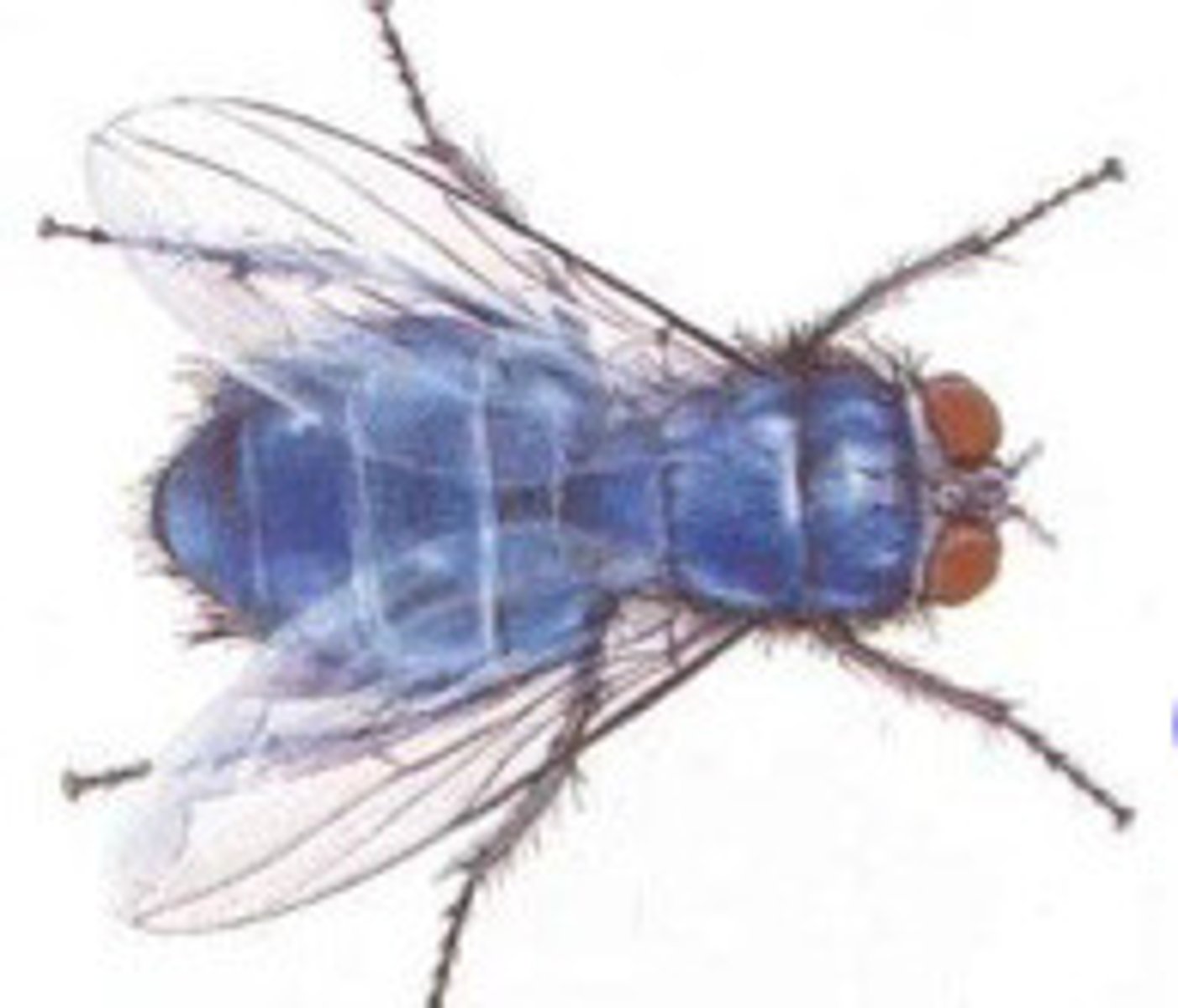 <p>What fly is this?</p>
