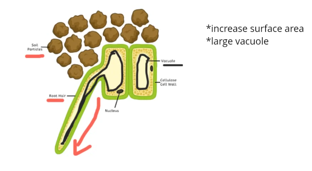 <p>No waxy cuticle.</p><ul><li><p>Elongated to increase the total surface area for maximum Absorbtion.</p></li><li><p>Large Vacuole </p></li></ul><p></p>