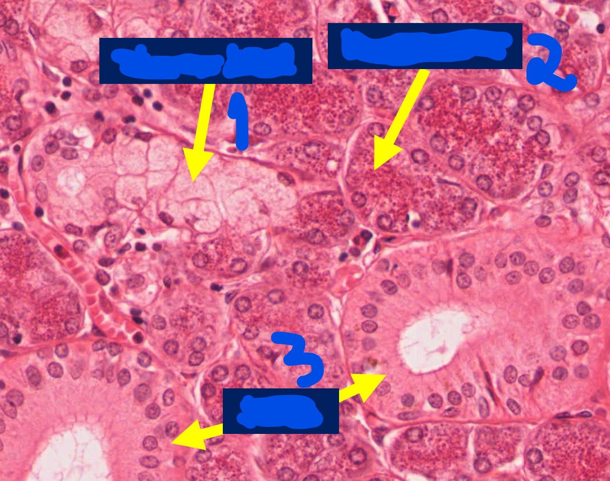 <p>Name the histology parts of the salivary gland.</p>