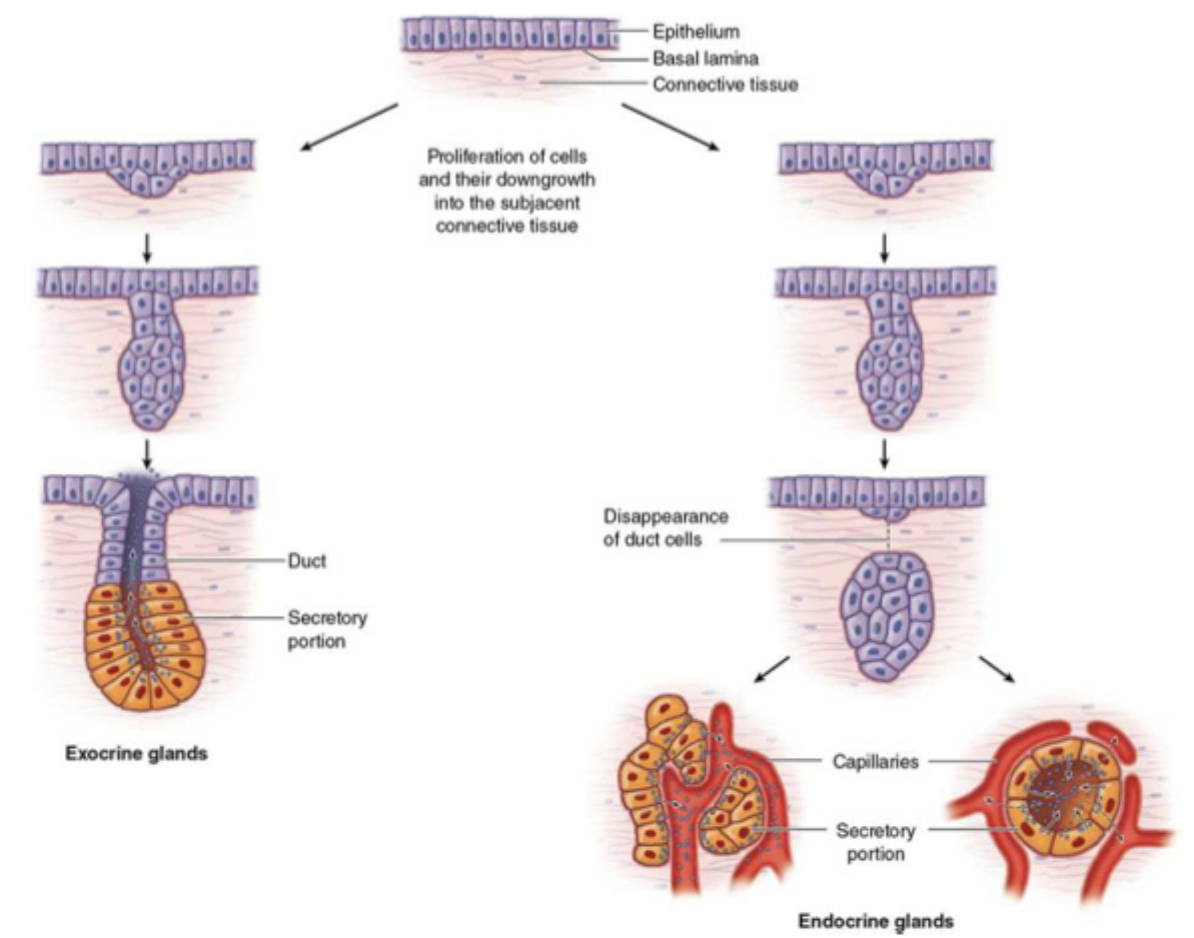<p>exocrine and endocrine</p>