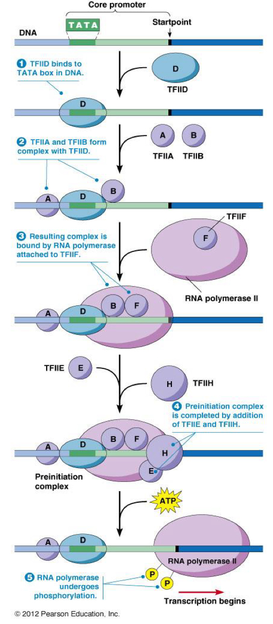 <p>In the PROMOTER REGION of the gene</p><ol><li><p><strong><u>TF2D </u></strong>recognizes a <strong>TATA</strong>(easy to pull apart) box + binds = Conformational change in TF2D</p></li><li><p>conformational change =&nbsp;<strong><u>TF2A + TF2B</u></strong> binds to TF2D </p></li><li><p><strong><u>RNA poly</u></strong> = in complex with <strong><u>TF2F </u></strong>in the nucleus. The TF2F binds to complex on DNA</p></li><li><p>Preinitiation complex = completed by recruiting of <strong><u>TF2H + TF2E</u></strong></p></li><li><p><strong><u>TF2E </u></strong>activates KINASE + HELICASE activity of <strong><u>TF2H</u></strong></p></li><li><p><strong>Phosphorylation </strong>of RNA poly 2 by kinase = begins transcription</p></li></ol><p></p>