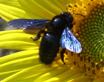 <p>die Hummel</p>