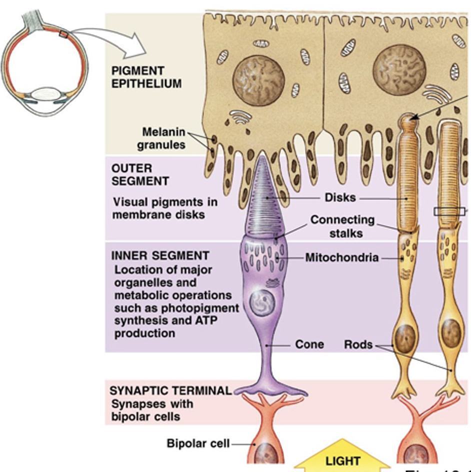 <p>Rods + cones are surrounded by protrusions of the retinal pigment epithelium. They have 3 functions:</p><ol><li><p>Absorbs photons that pass through the retina (keeping them from reflecting through the retina). </p></li><li><p>Contains the enzymes that permit photoreceptors to continue to respond to light. </p></li><li><p>Consumes shed discs + prevents them from becoming a barrier to oxygen diffusion. </p></li></ol><p></p>