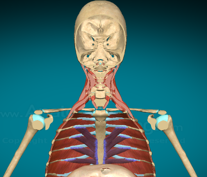 <p>What does the Transversus Thoracis do?</p>