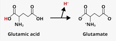 <p>glutamic acid has no charges and no net charge but if it undergoes a protonation-deprotonation reaction, it will produce glutamate, which contains multiple charges on it (same is true for other acids)</p>