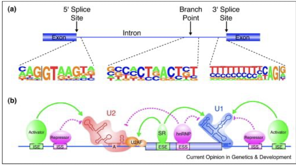<p>Alternative splicing (AS) regulation is influenced by various regulatory cis-sequences,<span style="color: green;"> such as splice sites and enhancers,</span> along with trans-factors like<span style="color: green;"> splicing factors and regulatory proteins </span>that<strong> interact with the spliceosome, ensuring the correct selection of splice sites and influencing mRNA diversity. </strong></p>