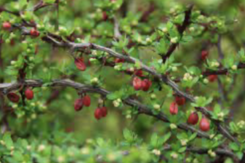 <p>japanese barberry </p>