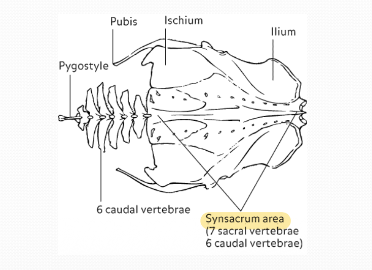 <p>Innominate bones (Ileum, ischium and pubis) fuse dorsally with synsacrum, making a single unit </p>
