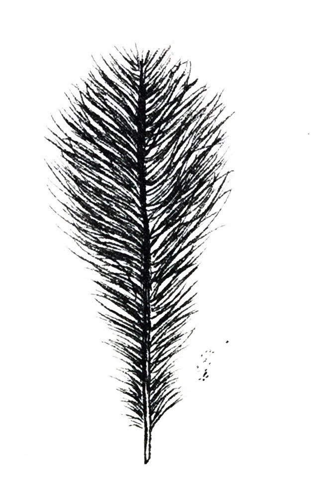 <p>what feather is this?</p>