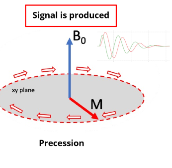 <p>which component precesses about the Z-axis at the larmor frequency?</p>