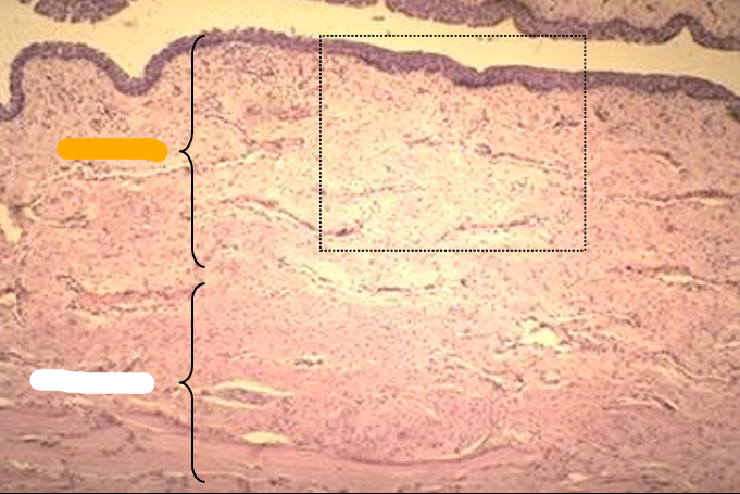 <p>Identify the structure:</p><p>Specie:</p><p>Orange:</p><p>White:</p>