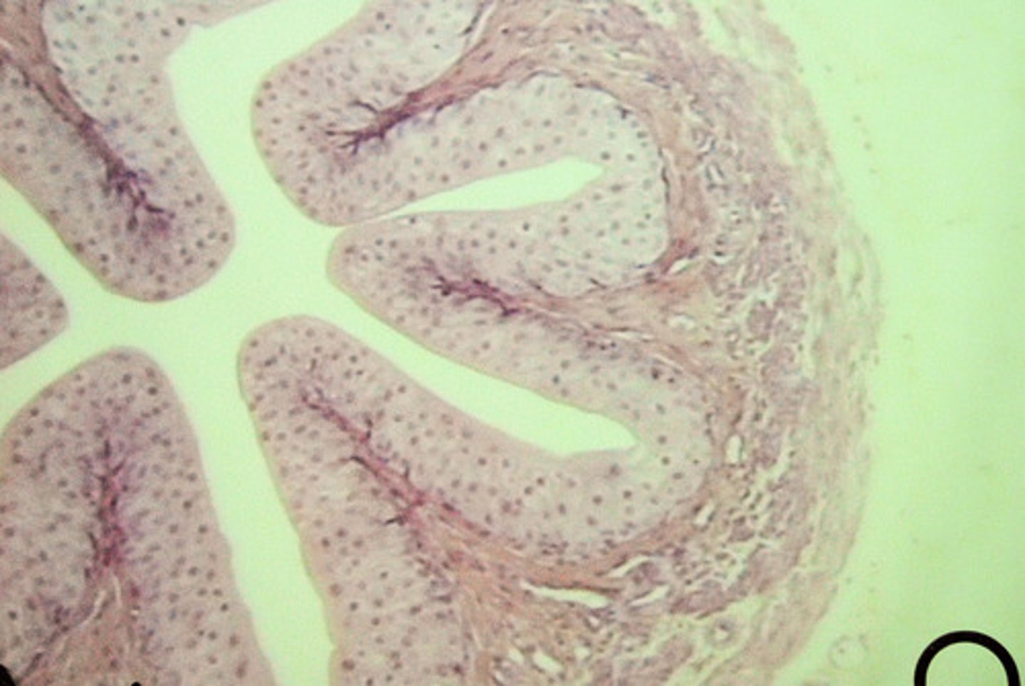 <p>Function: stretch and recoil</p><p>Location: bladder, vagina, anus ; cuboidal</p>