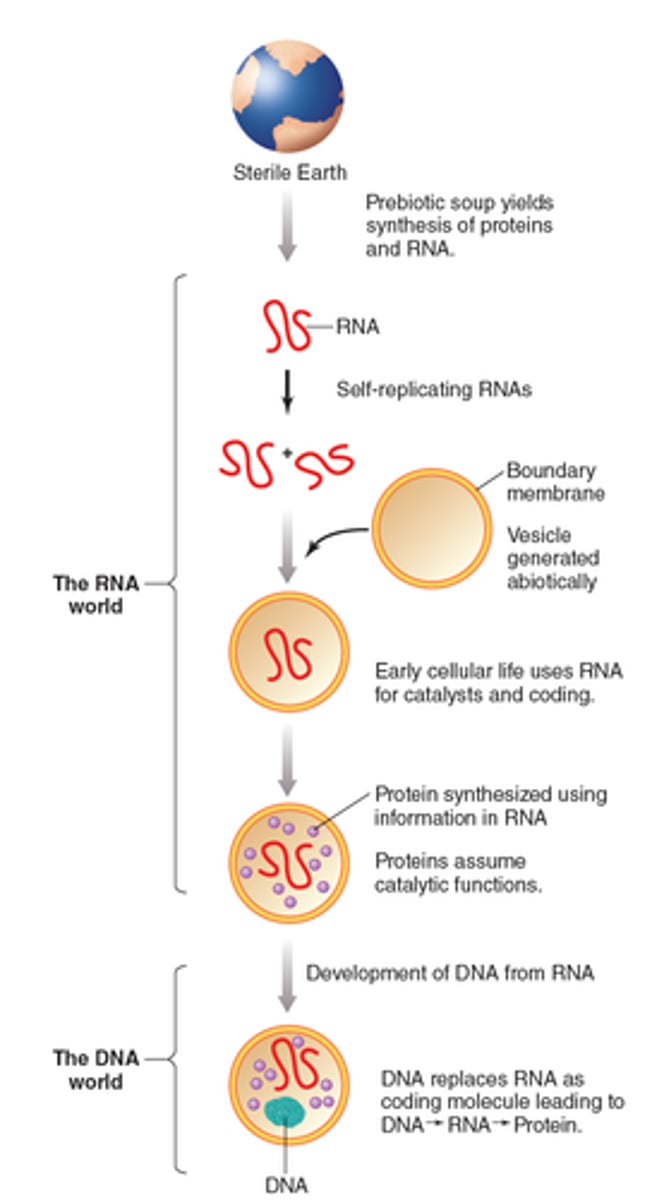 <p>· Bc RNA stores info & acts as a catalyst</p><p>- Modern RNA ribozymes might be left over relics of an RNA World</p><p>- In the past, RNA might have been simpler with fewer components needed for replication</p><p>· But RNA makes a lot of mistakes during its replication, whereas proteins make better enzymes</p><p>- Some RNAs make proteins</p><p>- Some of those proteins like RNA Polymerases are used to make RNA with the help of RNA templates</p><p>- Reverse transcriptases are simple proteins that use:</p><p>o RNA templates to make DNA</p><p>o RNA to make more RNA</p><p>o DNA to make more DNA</p><p>· DNA is more stable (less reactive) & its replication has a lower mutation rate</p><p>- It doesn't get broken down as easily</p><p>- Once good info is obtained, a system won't want to lose it</p><p>- It doesn't really do anything with all the genetic info it stores</p>