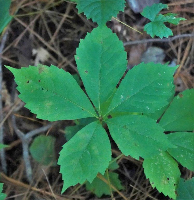 <p><em>Parthenocissus quinquefolia</em></p>