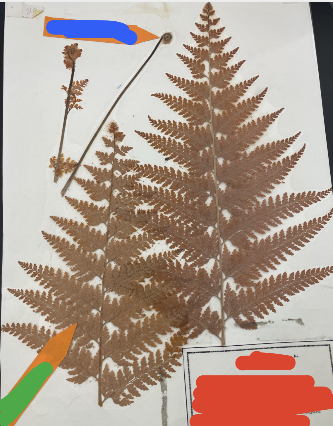 what plant is this? (overall)