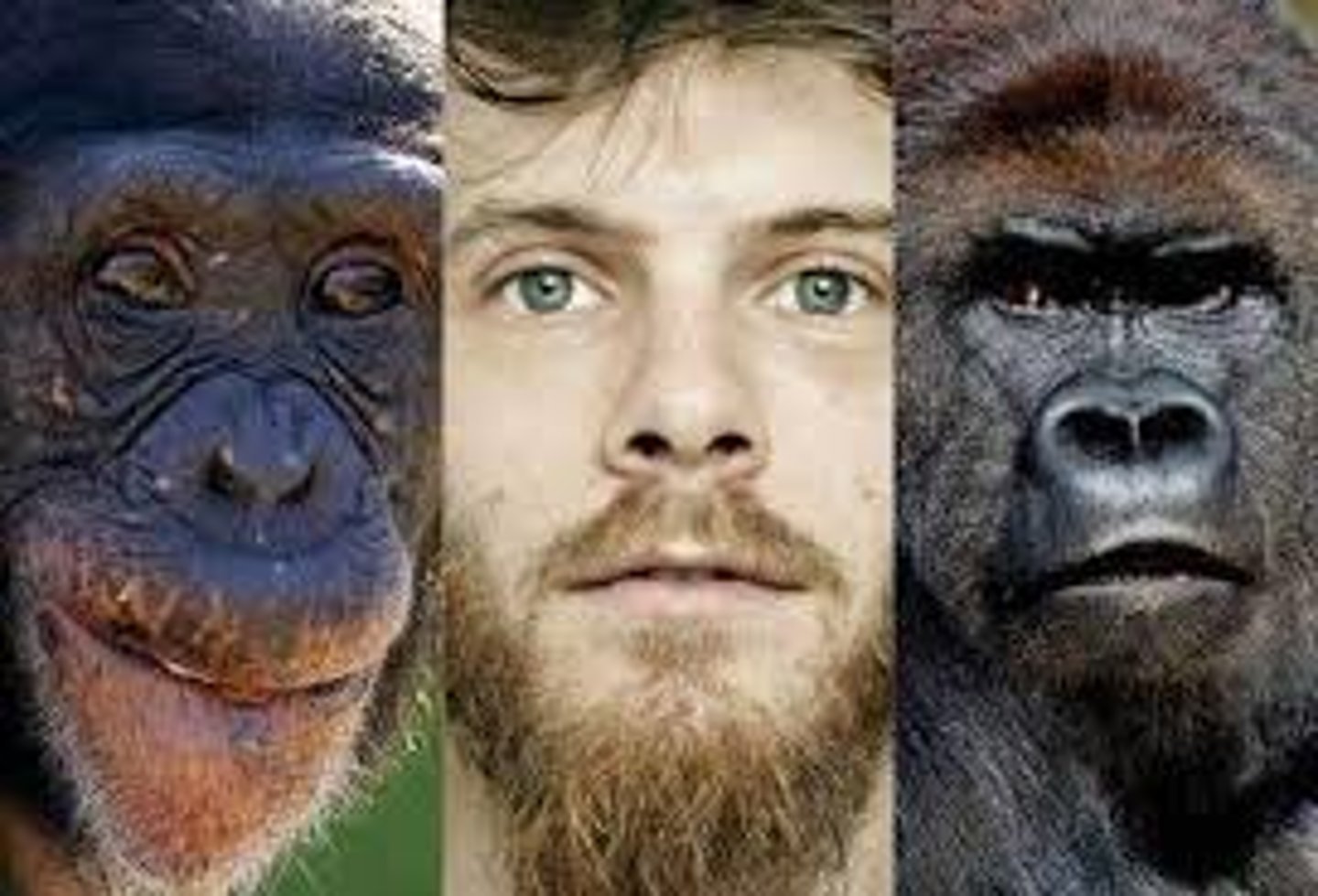 <p>Prosimians (lemur) &amp; Arthropoids (monkey, ape, humans); have large brains, teeth for being omnivores; &amp; forward facing eyes (depth perception)</p>